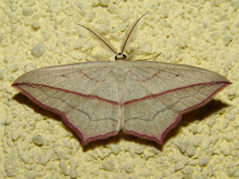 Timandra comae (m) Timandra comae (m)