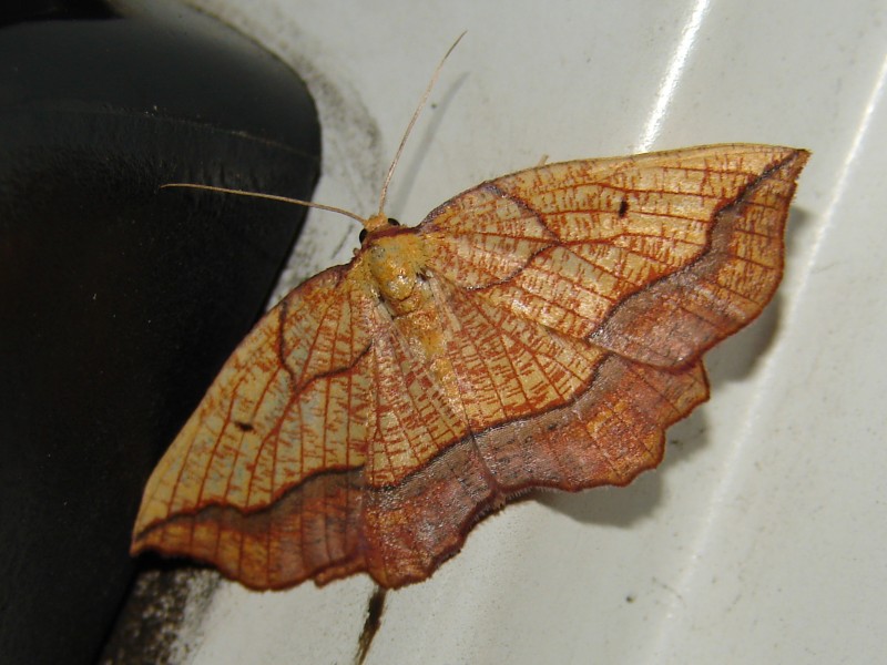 Epione vespertaria Epione vespertaria