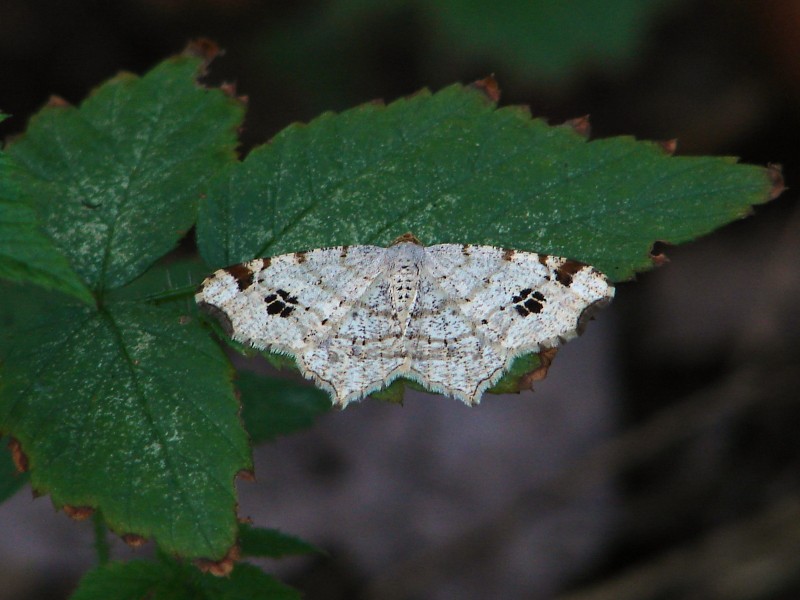 Macaria notata Macaria notata