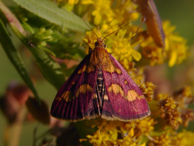 Pyrausta purpuralis