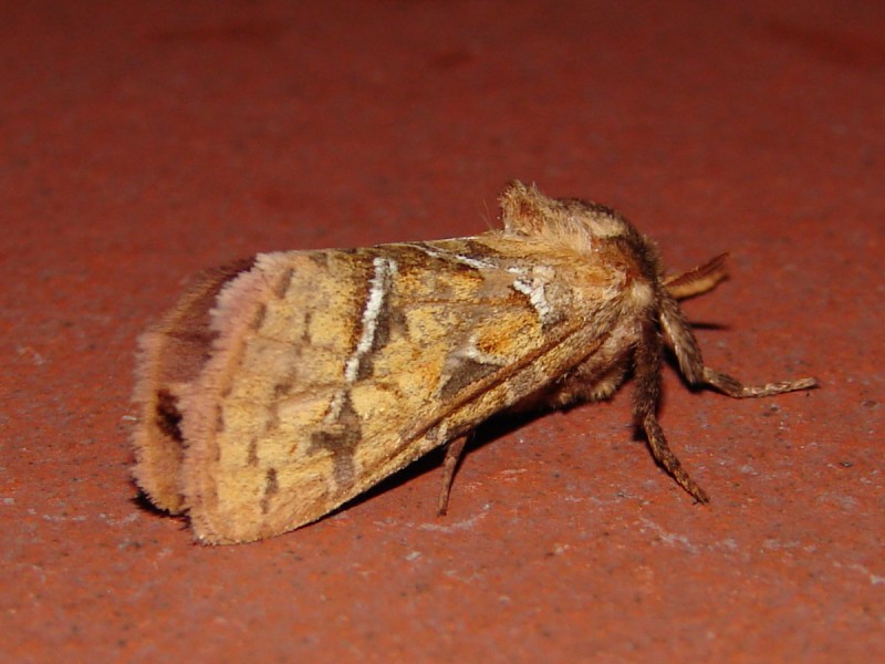 Triodia sylvina (m)