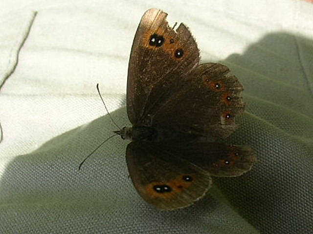 g�r�wka medea na moich spodniach