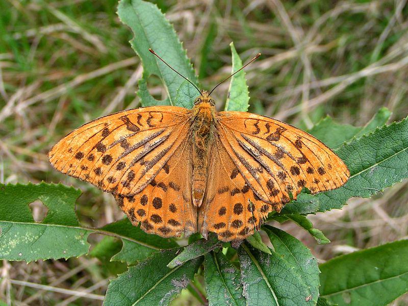 Dostojka malinowiec.
