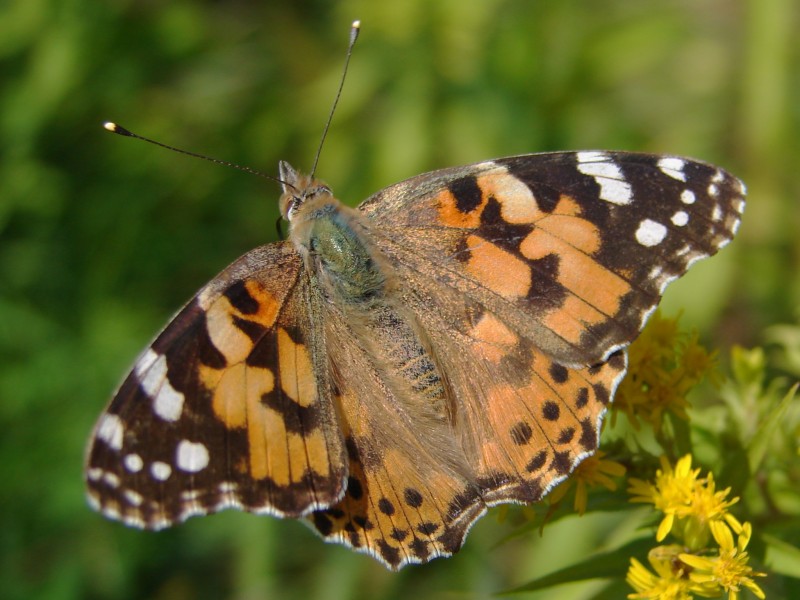 Vanessa cardui Vanessa cardui