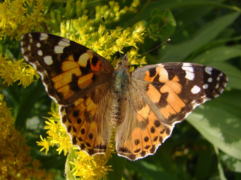 Vanessa cardui Vanessa cardui