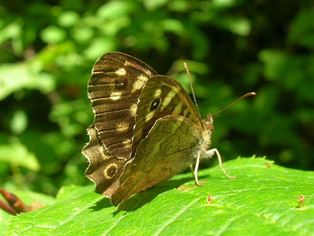 osadnik egeria osadnik egeria