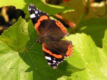 na zielonym na zielonym