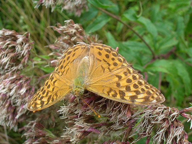 dostojka malinowiec dostojka malinowiec