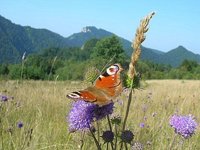 rusa�ka pawik-t�o Trzy Korony