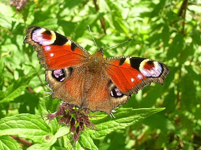 rusałka pawik rusałka pawik