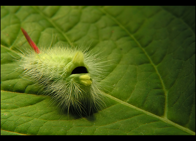 Szczotecznica szarawka Szczotecznica szarawka