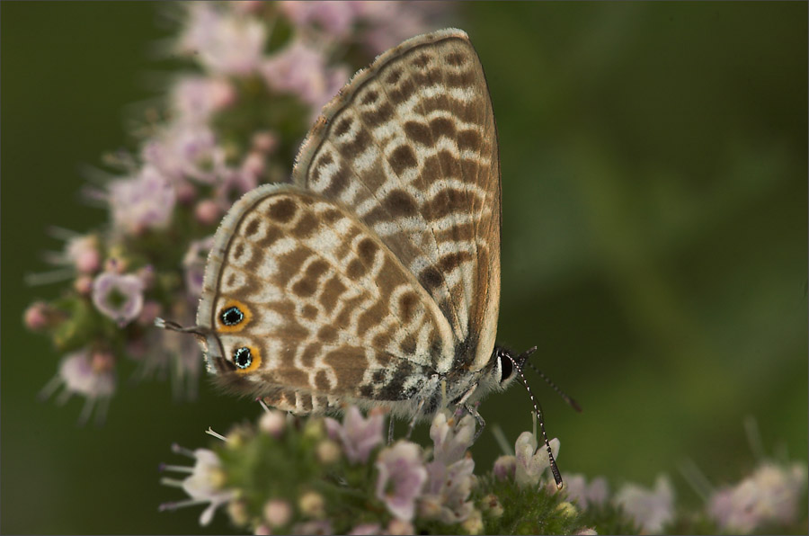 Modrogo�czyk w�drowiec (Leptotes pirithous, Linnaeus, 1767)