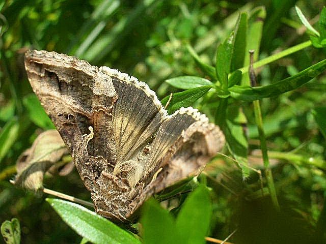 błyszczka jarzynówka błyszczka jarzynówka