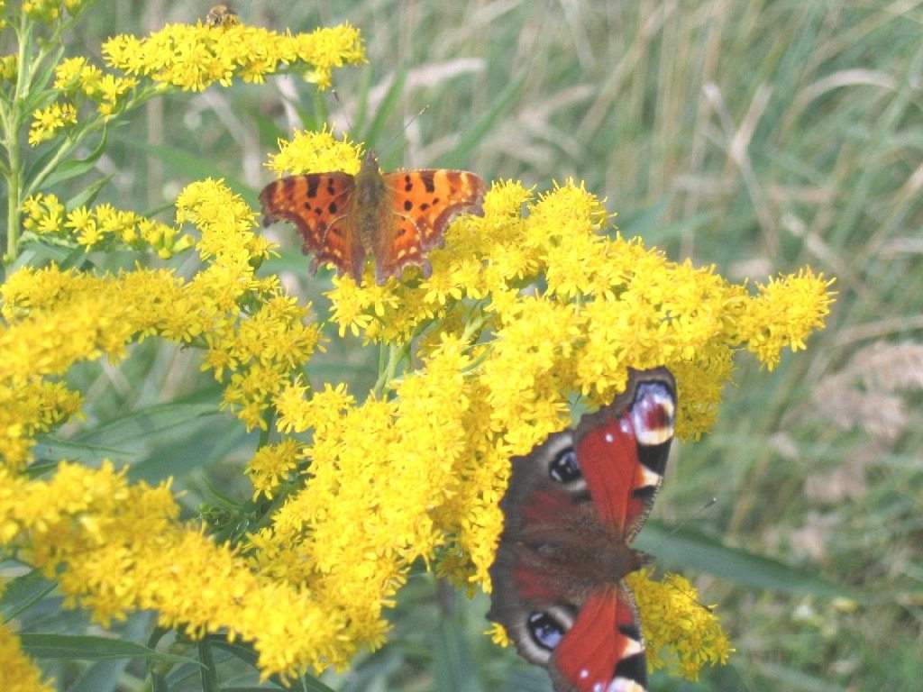 Rusałka Pawik i Ceik Rusałka Pawik i Ceik
