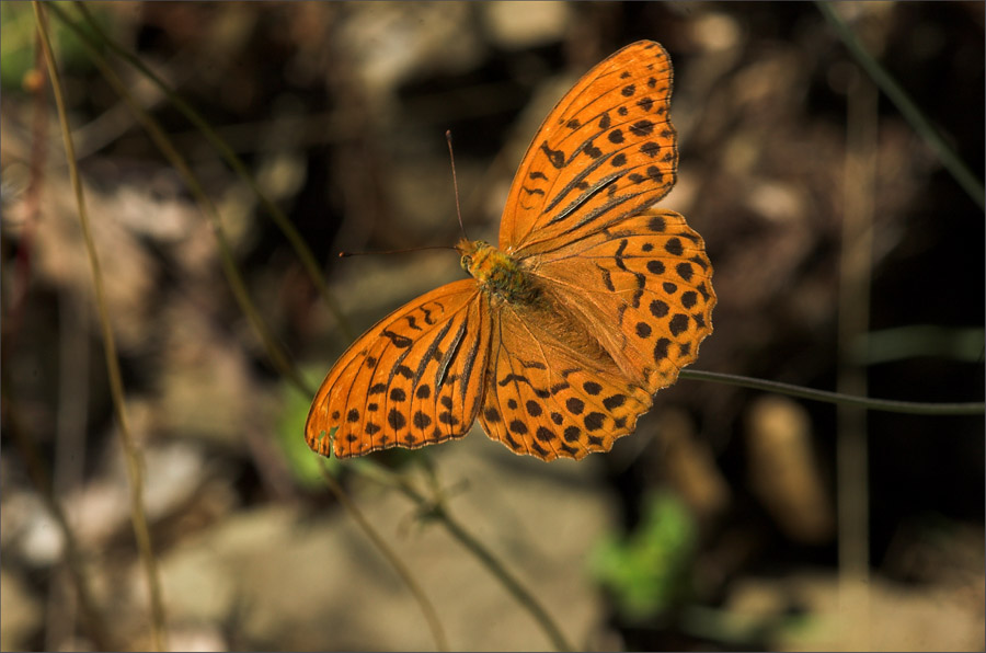 Dostojka malinowiec Argynnis paphia (Linnaeus, 1758) Dostojka malinowiec Argynnis paphia (Linnaeus, 1758)
