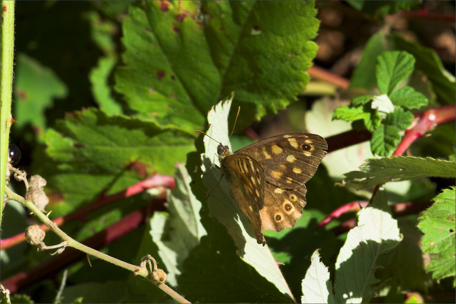 Osadnik egeria Pararge aegeria