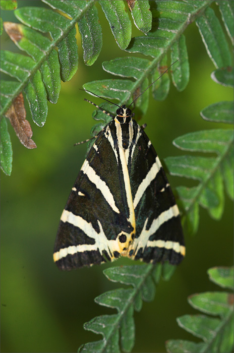 Krasnopani hera Euplagia quadripunctaria Krasnopani hera Euplagia quadripunctaria