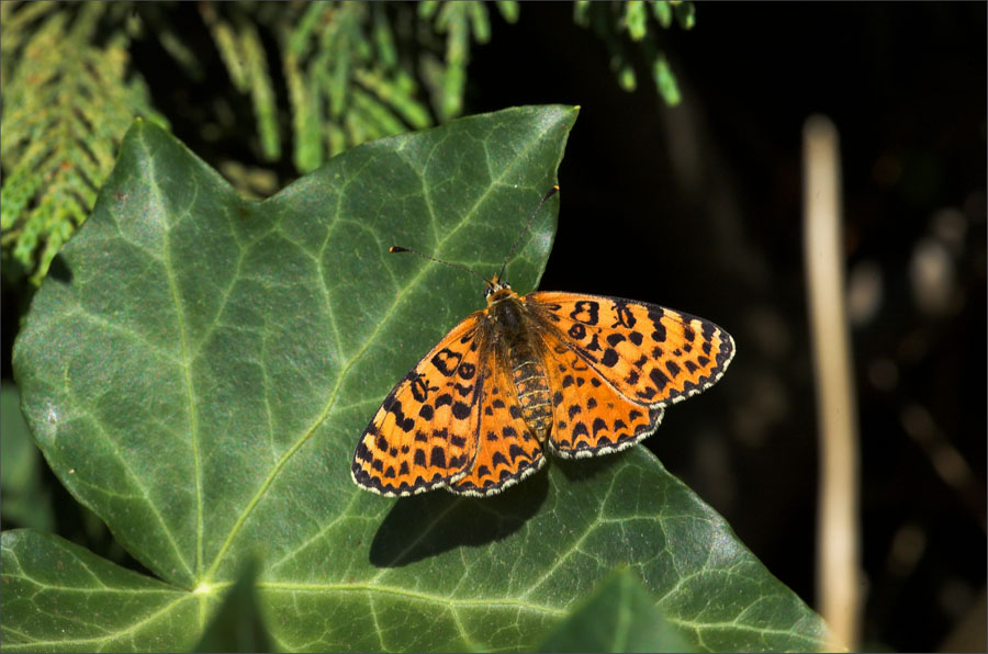 Przeplatka didyma Melitaea didyma