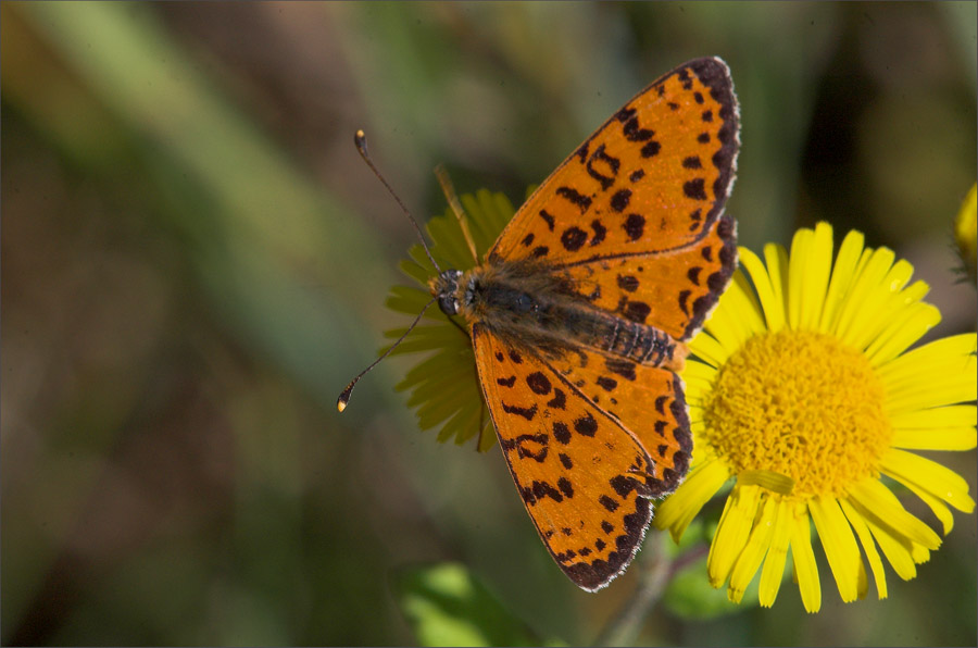 Przeplatka didyma Melitaea didyma samiec