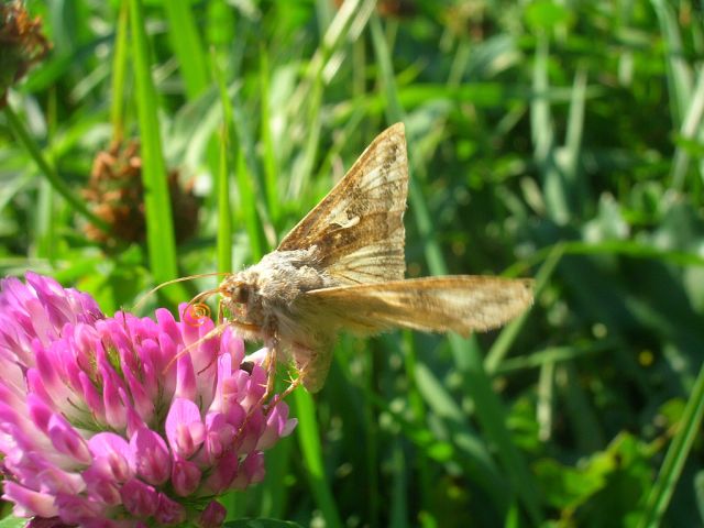 błyszczka jarzynówka błyszczka jarzynówka