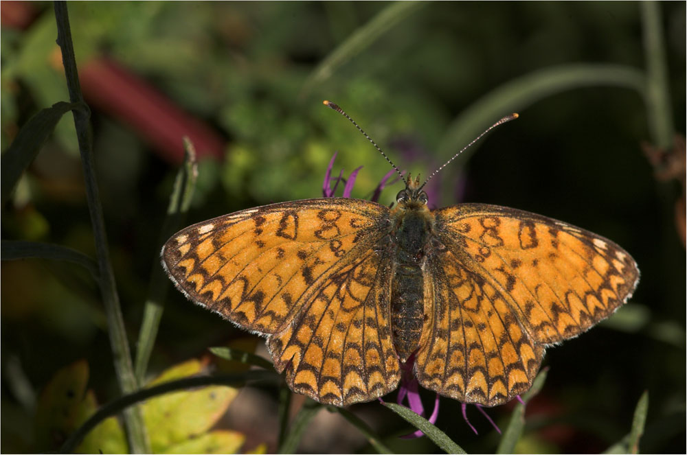 przeplatka febe (Melitaea phoebe) samica przeplatka febe (Melitaea phoebe) samica