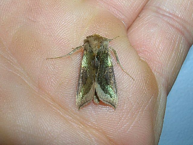 b�yszczka spi��wka