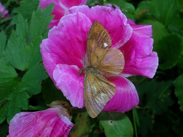 znamionówka starka znamionówka starka