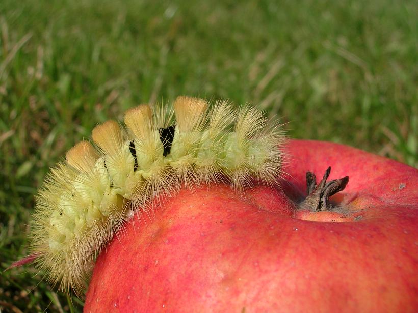 Szczotecznica szarawka Szczotecznica szarawka