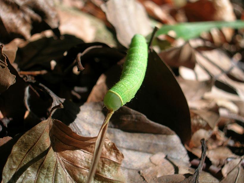Zielonka ukośnica? Zielonka ukośnica?