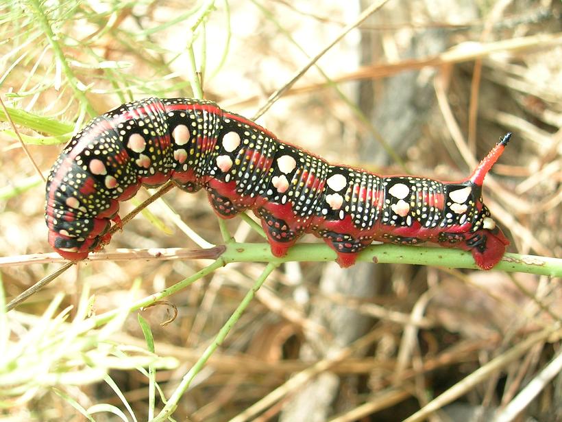 Zmrocznik wilczomleczek