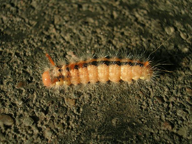 Po�acica leszczyn�wka