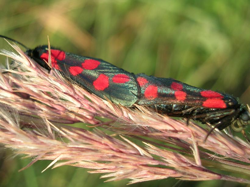 Kraśnik sześcioplamek Kraśnik sześcioplamek