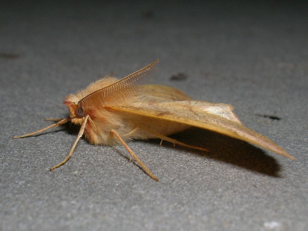 colotois pennaria colotois pennaria