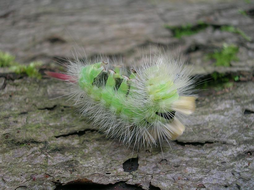 szczotecznica w lesie bukowym szczotecznica w lesie bukowym