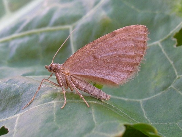 thera juniperata 20.10.2006 thera juniperata 20.10.2006