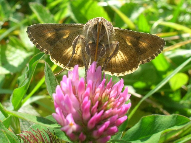 autographa gamma 21.10.2006