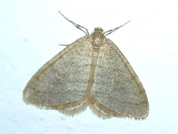 operophtera brumata 24.10.2006 operophtera brumata 24.10.2006