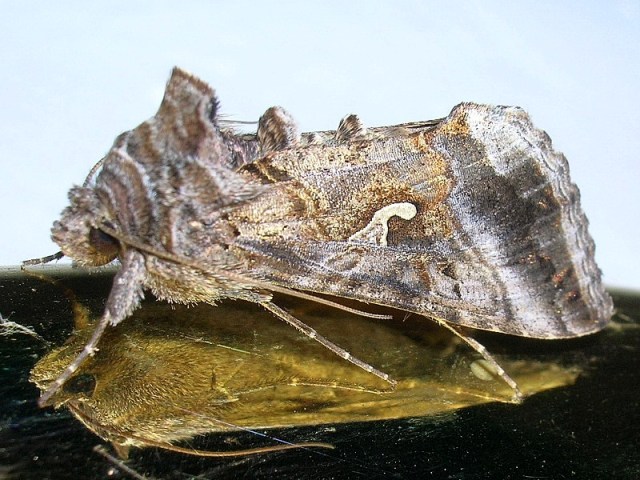 b�yszczka jarzynowka 30.10.2006