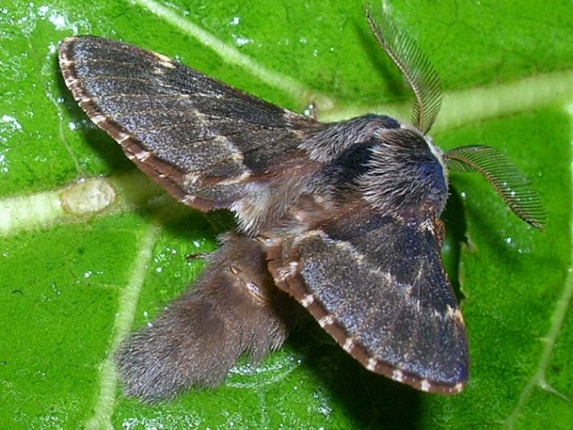 barczatka osinówka 7.11.2006 barczatka osinówka 7.11.2006