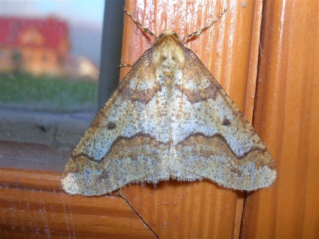 zimowek ogołotniak 15.11.2006 zimowek ogołotniak 15.11.2006