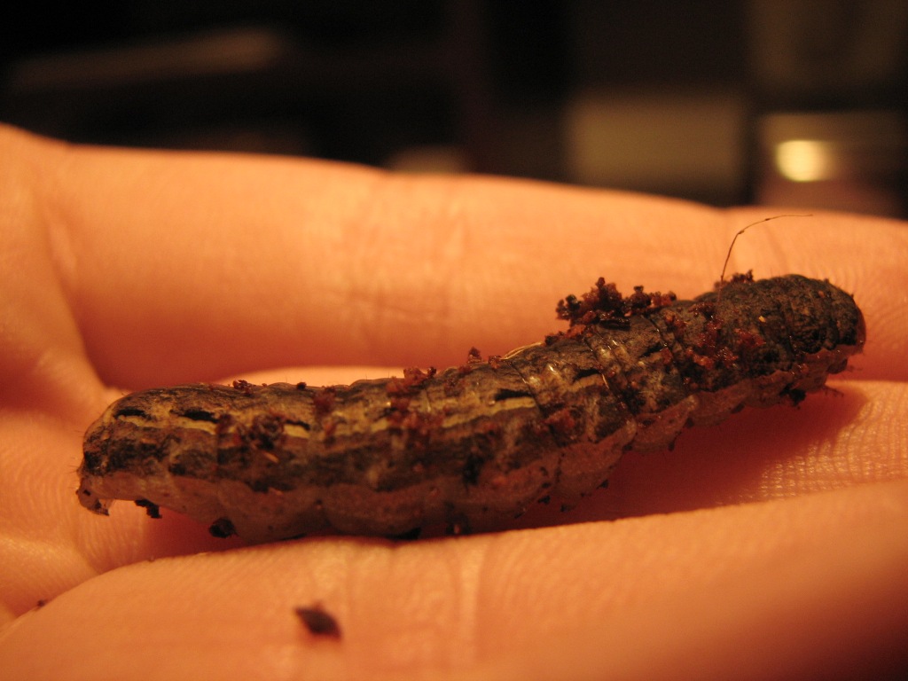 Spóźnialska gąsienica Spóźnialska gąsienica