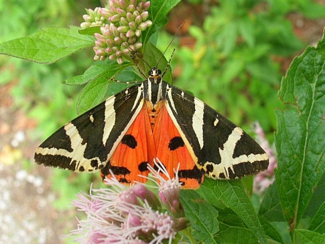 krasopani hera krasopani hera