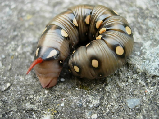 A cóż to?:) A cóż to?:)