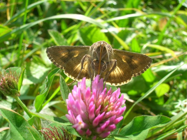 autographa gamma autographa gamma