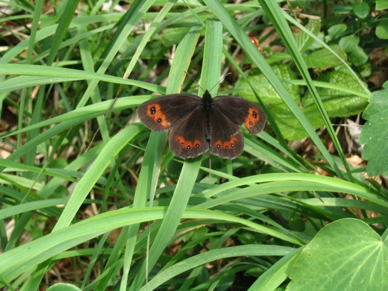 motyl spotkany w górach w Słowacji motyl spotkany w górach w Słowacji