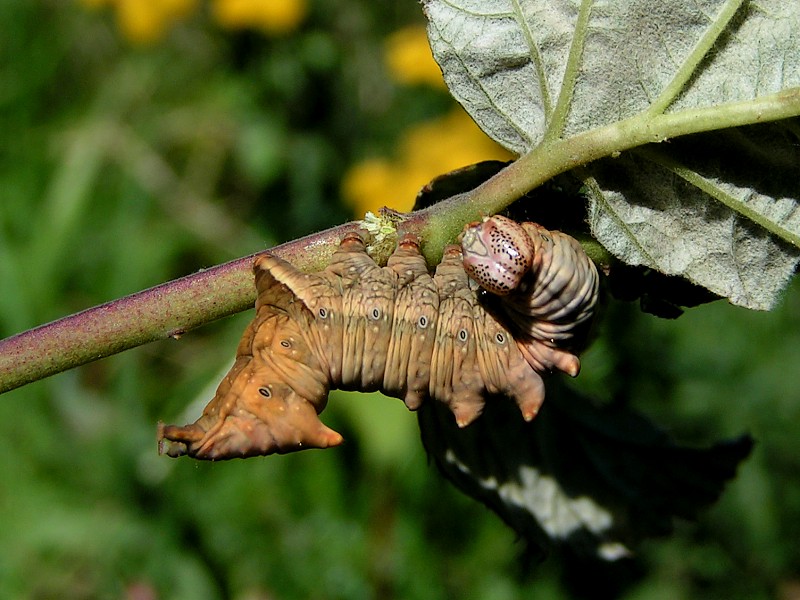 Garbatka dromaderka.
