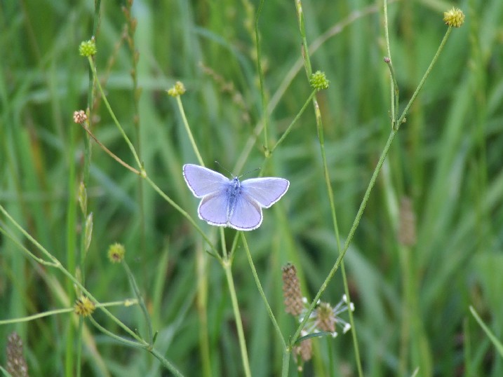 niewiadoma niewiadoma