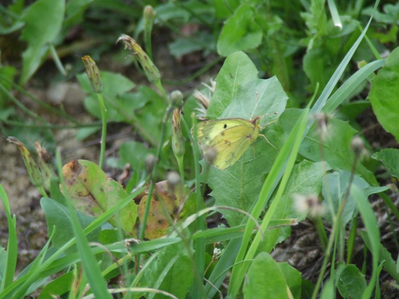 Szlaczkoń Szlaczkoń