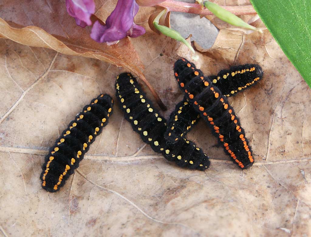 Niepylak mnemozyna - Parnassius mnemosyne (Fot. Janusz Mas�owski)