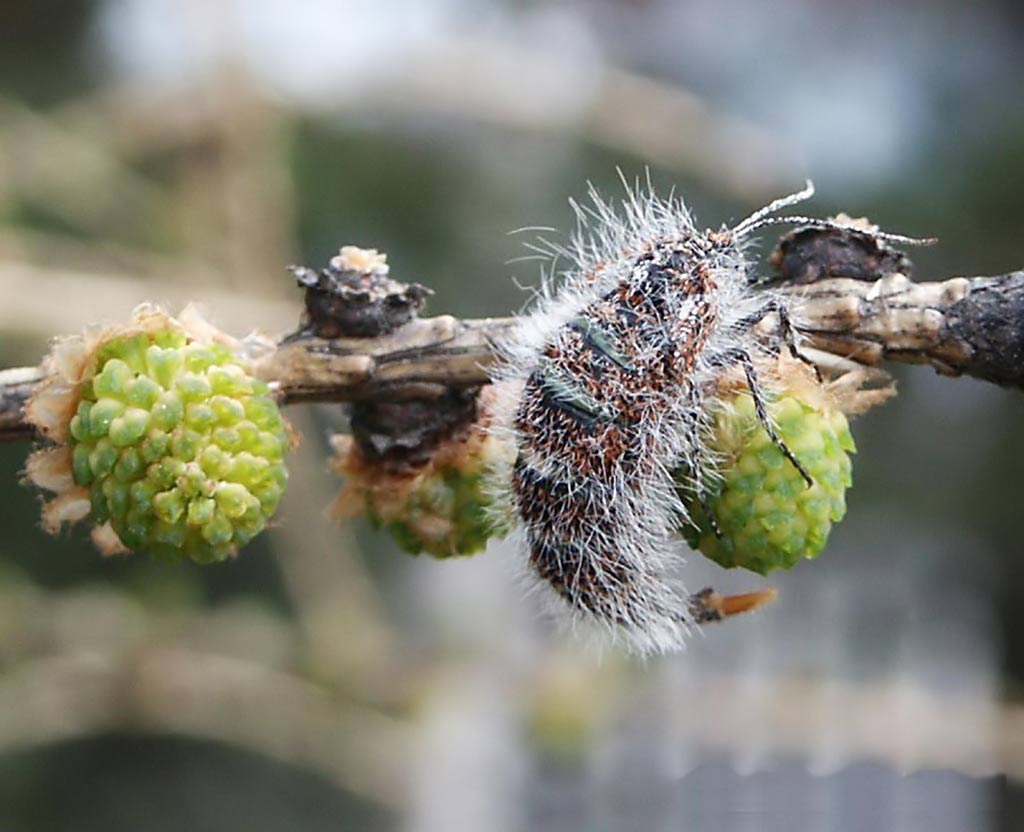 W�ochacz modrzewiak - Lycia isabellae (Fot. Janusz Mas�owski)